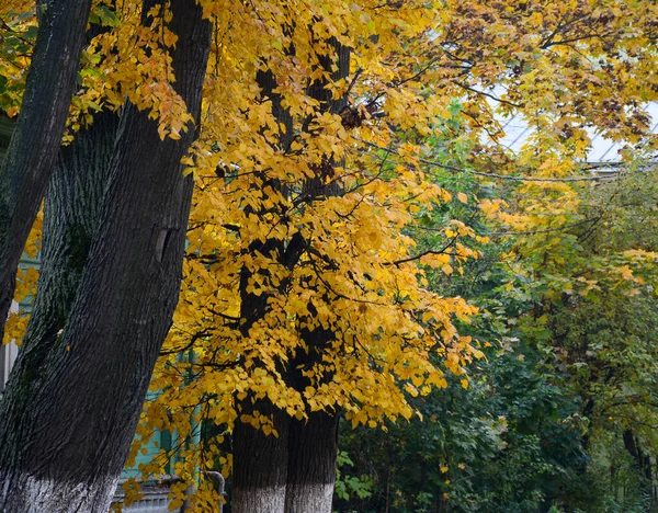 Herbstliche Landschaft Der Stadt Susdal Russland Susdal Ist Die Wichtigste — Stockfoto