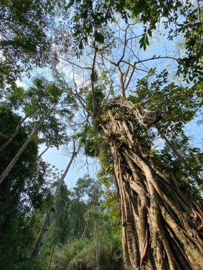 Huge trees at the forest in Luang Phrabang, Laos.