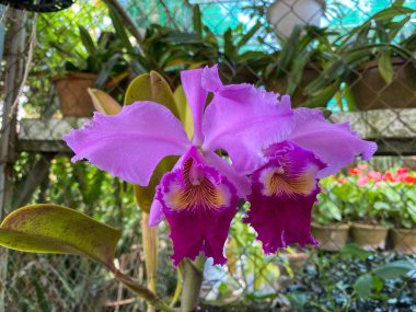 Beautiful orchid flowers at the garden in Dalat, Vietnam.