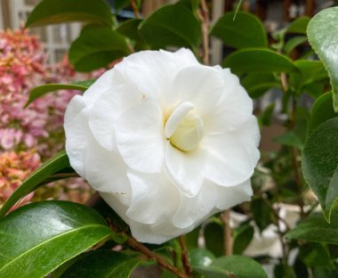 White camellia at the garden in Dalat Highland, Vietnam.