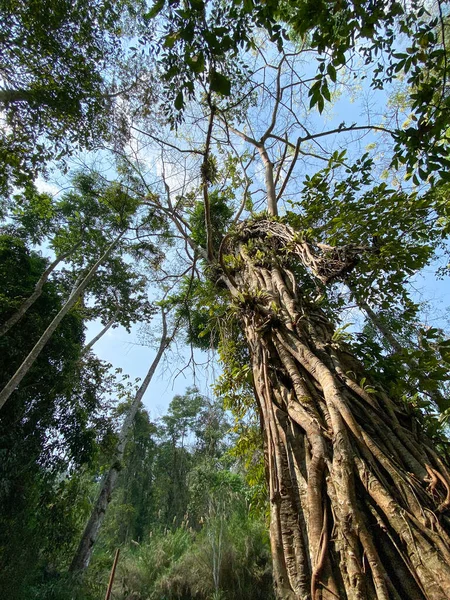 ラオスのルアンパバーンの森で巨大な木 — ストック写真