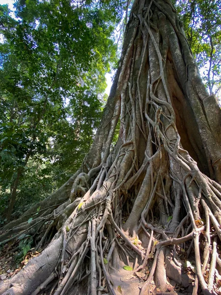 Huge Trees Forest Luang Phrabang Laos — Stock Fotó