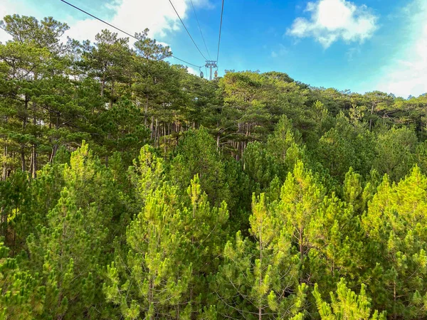 Aerial View Pine Tree Forest Dalat Highland Vietnam — 图库照片