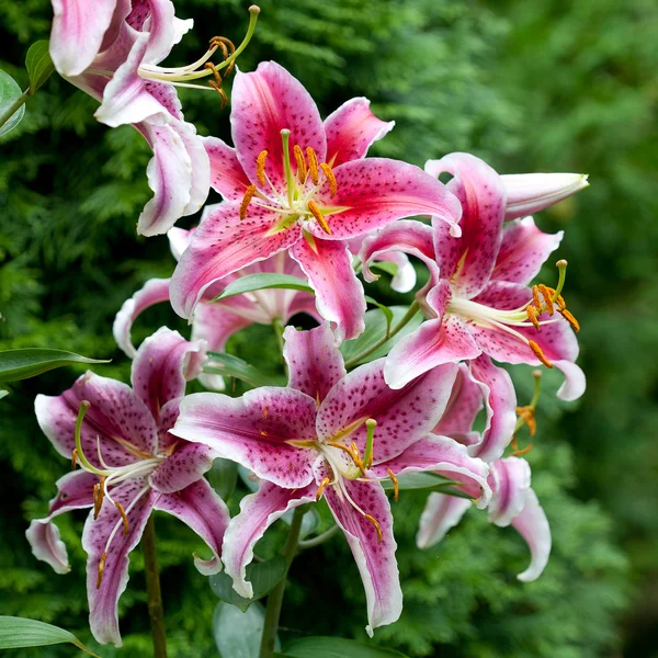 Vacker färgglad blomma blommar i trädgården — Stockfoto