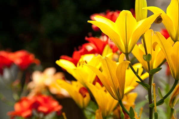 Mooie kleurrijke bloem bloeien in de tuin — Stockfoto