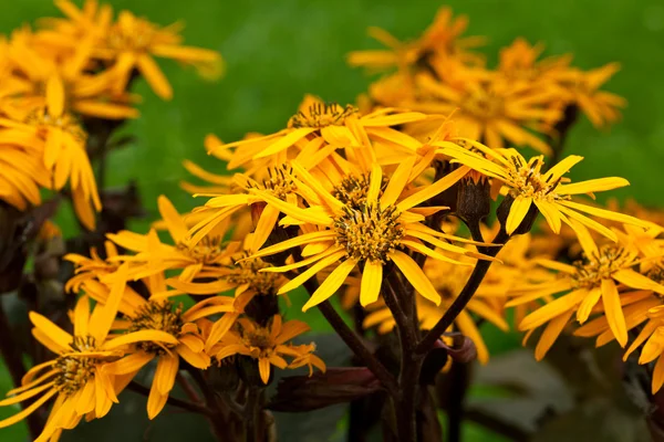 Mooie kleurrijke bloem bloeien in de tuin — Stockfoto