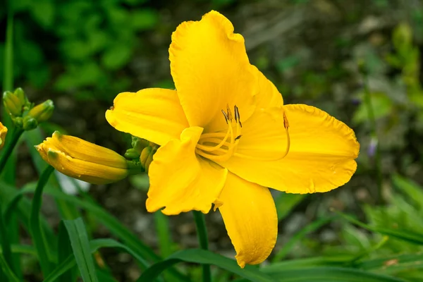 Güzel renkli çiçek bahçede çiçek — Stok fotoğraf