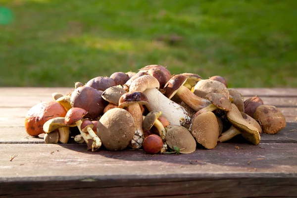 A group of mushrooms forest on a natural background — Stock Photo, Image