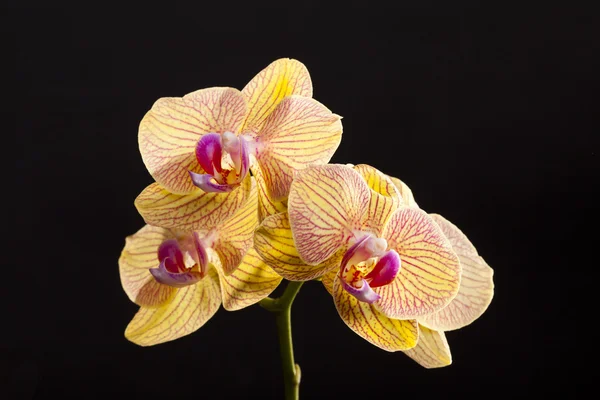 Цветные культивируемые орхидеи изолированы на черном фоне — стоковое фото