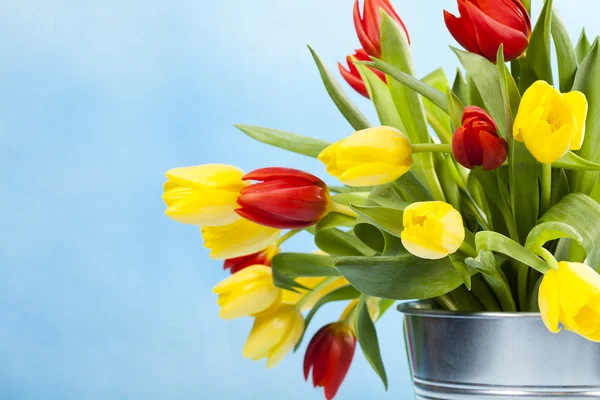 Tulipanes coloreados en azul — Foto de Stock