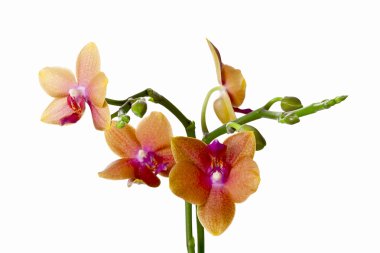 Beyaz arka plan üzerinde izole renkli ekili orkide 