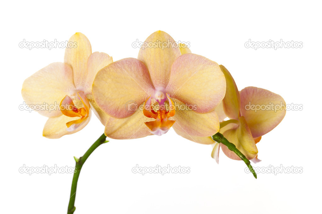Colored cultivated orchid isolated on white background 