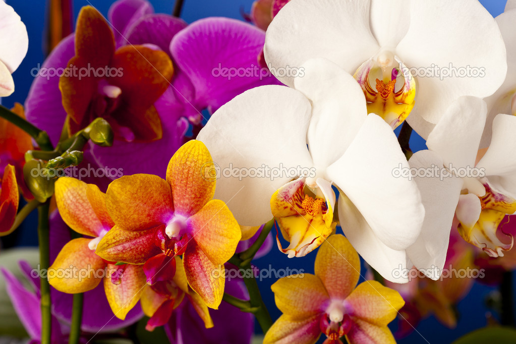 Group of colored orchid on blue background