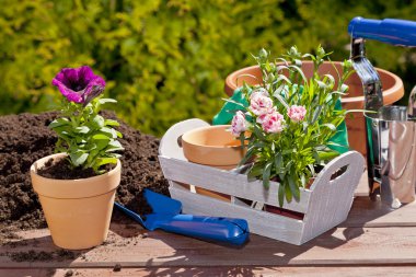 Bahçedeki eve çiçek ekiyorum.