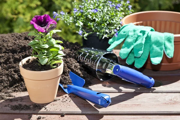 Planting flowers in the garden home — Stock Photo, Image