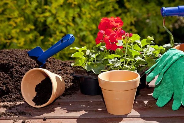 Planting flowers in the garden home — Stock Photo, Image