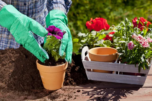 Planting flowers in the garden home — Stock Photo, Image