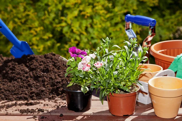 Blumen im Gartenhaus pflanzen — Stockfoto