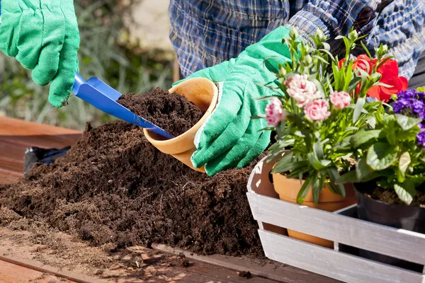 Planting flowers in the garden home — Stock Photo, Image