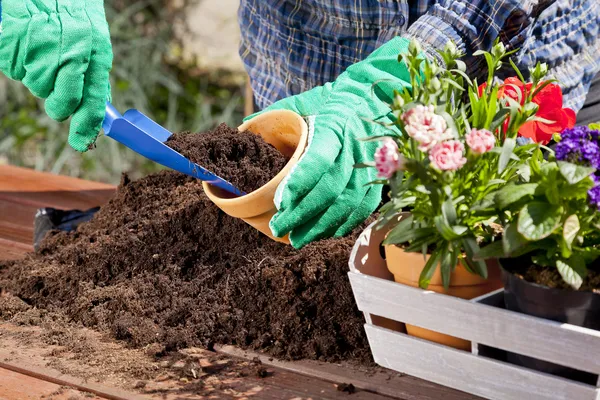 Plantar flores en la casa del jardín — Foto de Stock