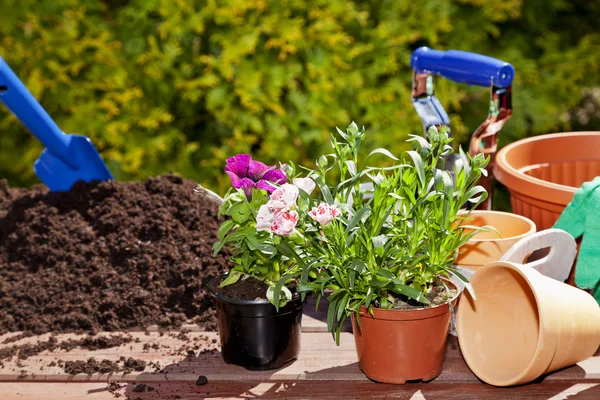 Planting flowers in the garden home — Stock Photo, Image