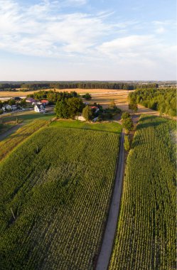 Mısır tarlası. Panorama. Havadan bak. Gün batımı. Kazhubia, Polonya.