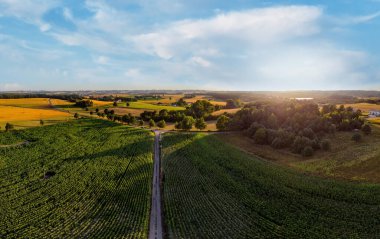 Mısır tarlası. Panorama. Havadan bak. Gün batımı. Kazhubia, Polonya.