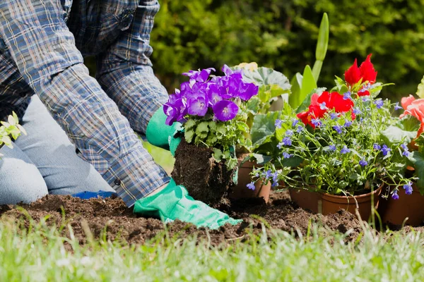 Planting Flowers Garden Home — Stock Photo, Image