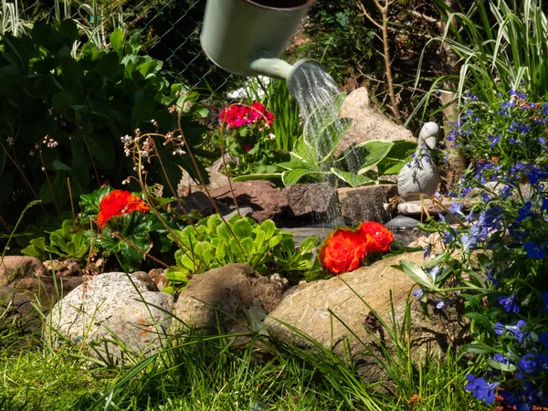 Trädgårdsmästaren Vattnar Nyplanterade Blommorna — Stockfoto