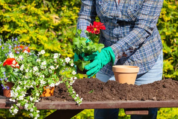 Jardineiro Substitui Flores Vasos Com Solo Fresco — Fotografia de Stock