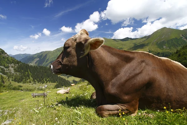 Cow mountains — Stock Photo, Image