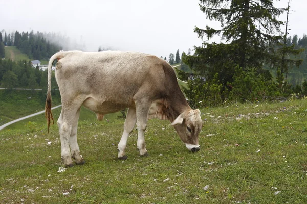 Austria cow eating the grass — Stock Photo, Image