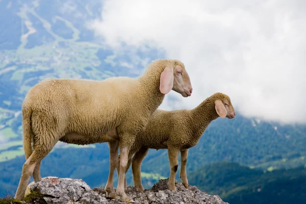 Madre y bebé ovejas —  Fotos de Stock