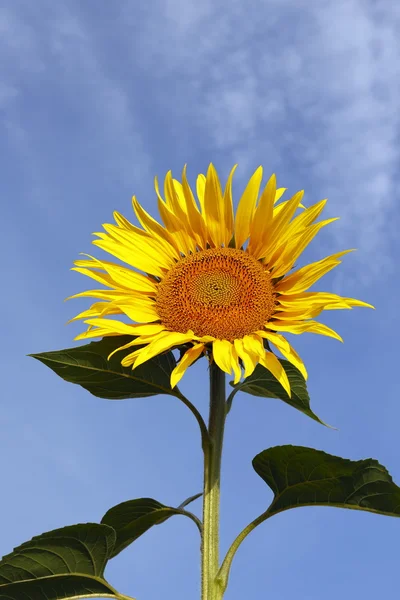 Sunflowers — Stock Photo, Image