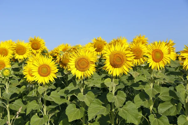 Sunflowers — Stock Photo, Image