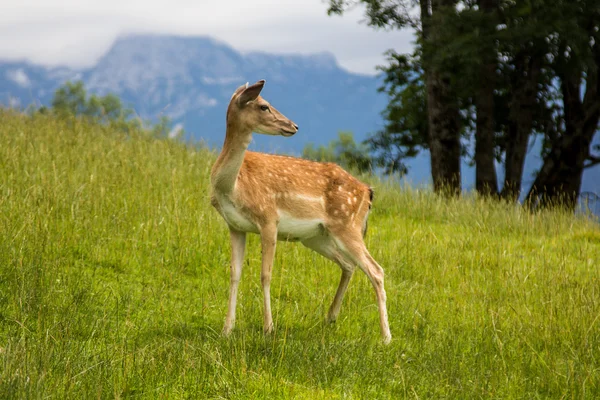 Unga dovhjort — Stockfoto