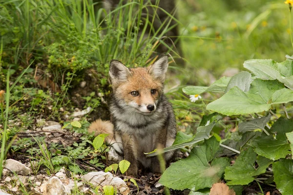 Kleiner Fuchs — Stockfoto