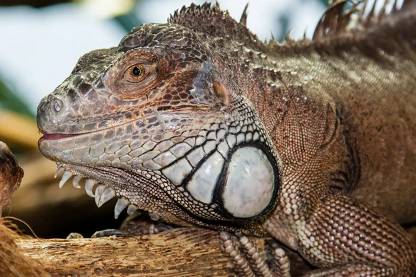 Iguana — Stock Photo, Image