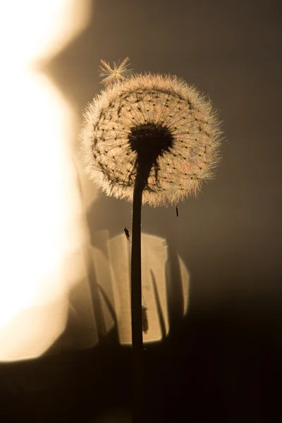 Diente de león — Foto de Stock