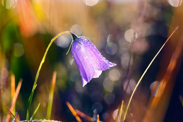 Glockenblume — Stockfoto