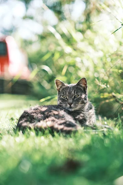 Szary kot leży w trawie i cieszy się słońcem — Zdjęcie stockowe