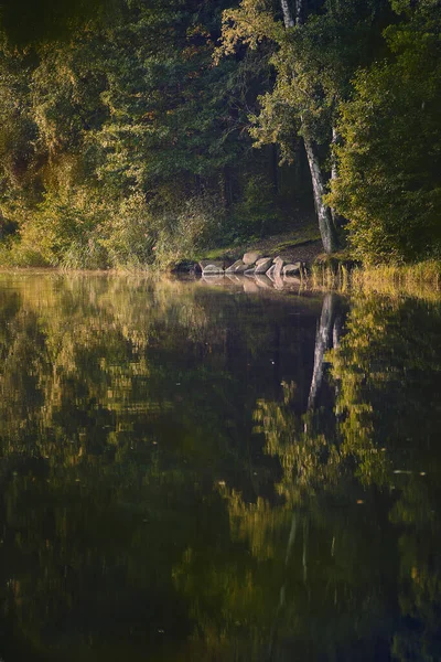 Lakeshore in the woods in soft morning light — Stock Photo, Image