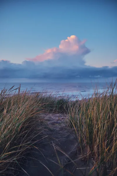 Duneas at the west coast of Denmark during sunset — Stock Photo, Image