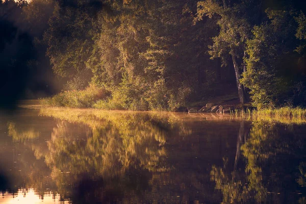 Bord du lac dans les bois dans la lumière chaude du matin doré — Photo