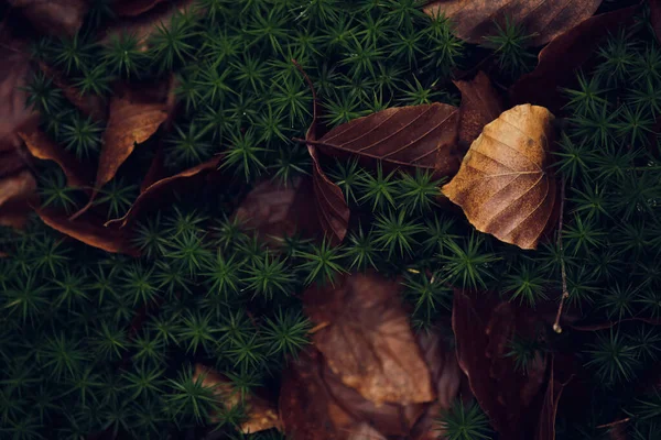 Moos und Laub auf Waldboden — Stockfoto