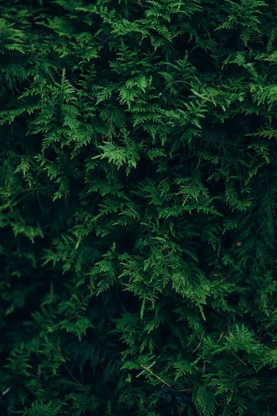 Moos auf Waldboden — Stockfoto