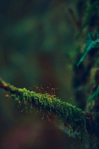 Moos wächst auf einem kleinen Ast eines Baumes — Stockfoto