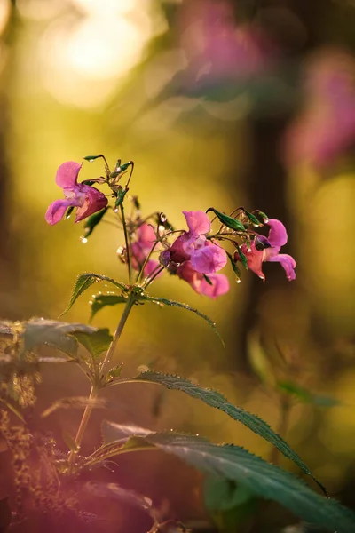 Impatiens glandulifera in the morning sun — Stock Photo, Image