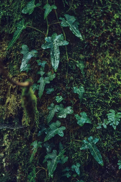 Reben und Moos wachsen auf einem Baum — Stockfoto