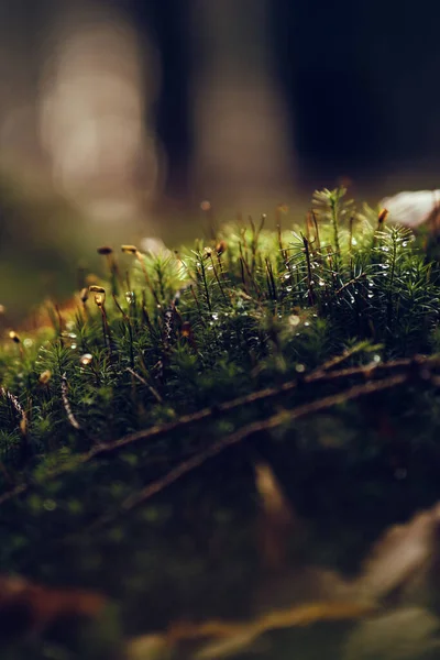 Muschio sul terreno della foresta con la luce del sole — Foto Stock